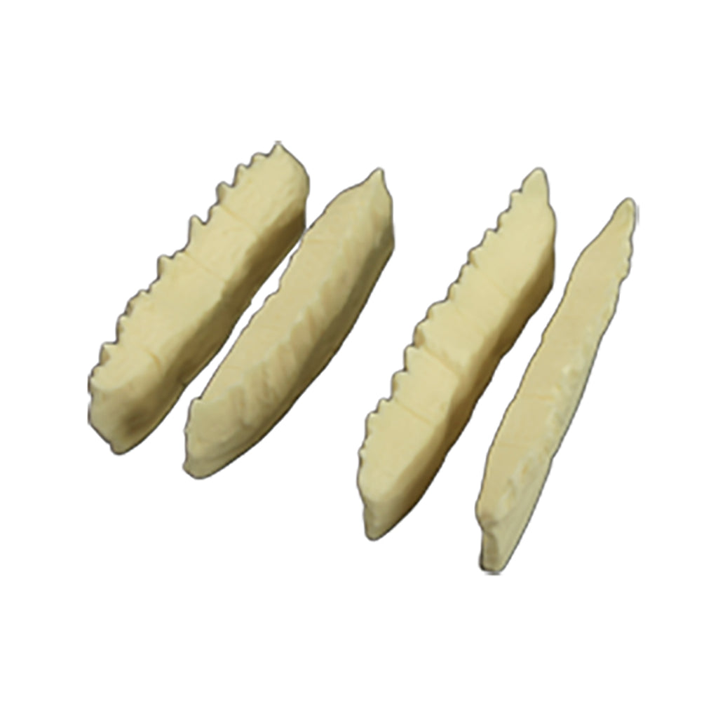 Replacement Teeth Set for Equine Skull Model, Set of 4