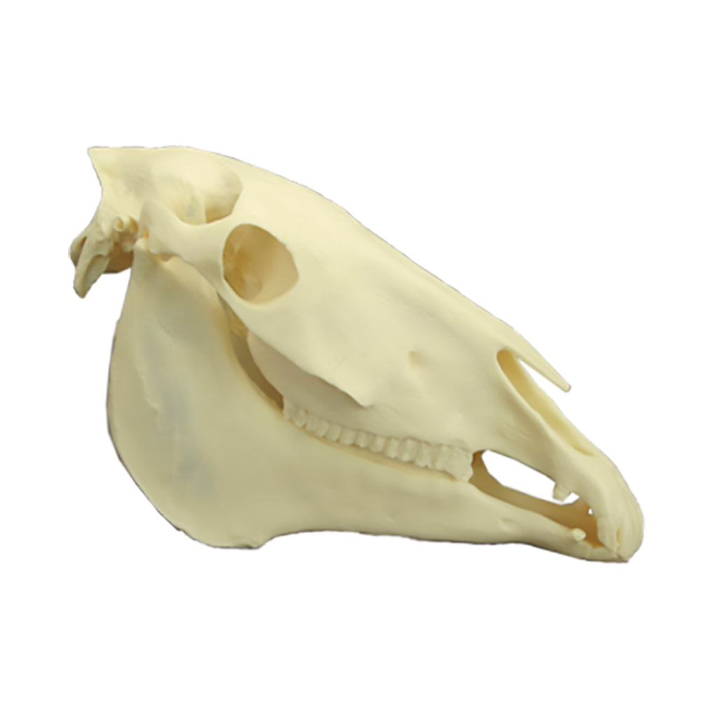 Equine Skull Model & Teeth Set