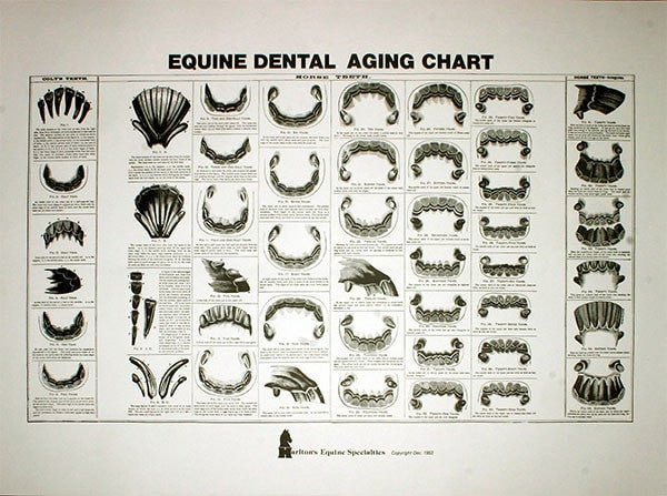 Equine Dental Aging Chart - Equine Dental Instruments