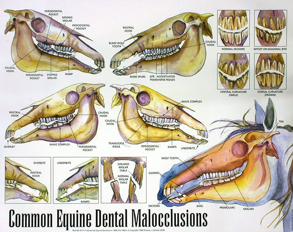 Equine Dental Malocclusions - Wall Chart - Equine Dental Instruments